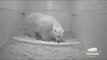 Berlin Zoo Welcomes New Polar Bear Cub