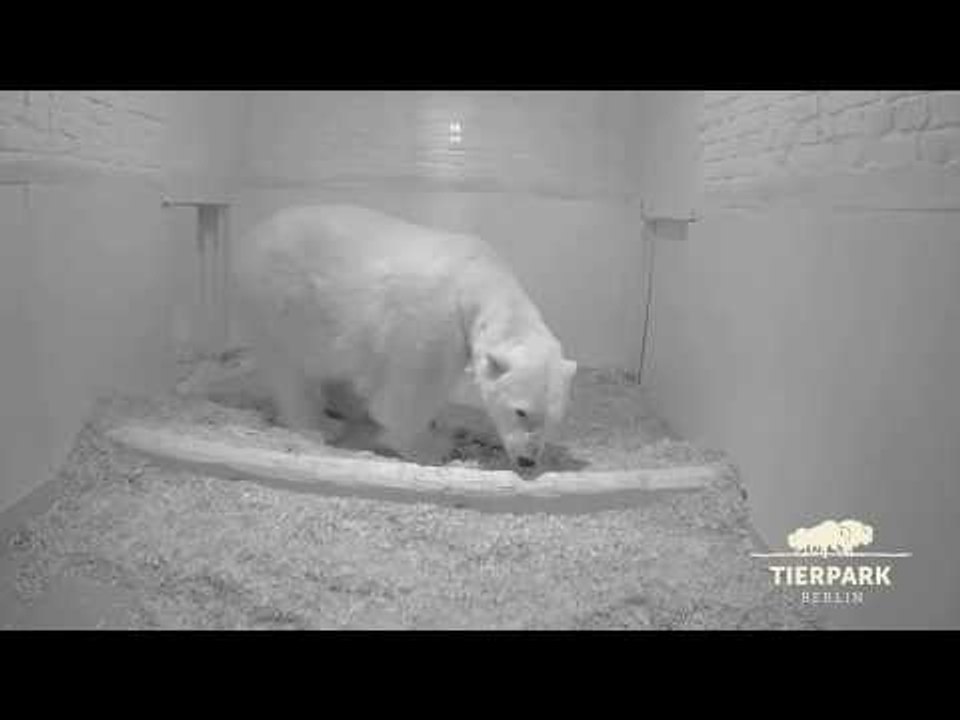 Berlin Zoo Welcomes New Polar Bear Cub