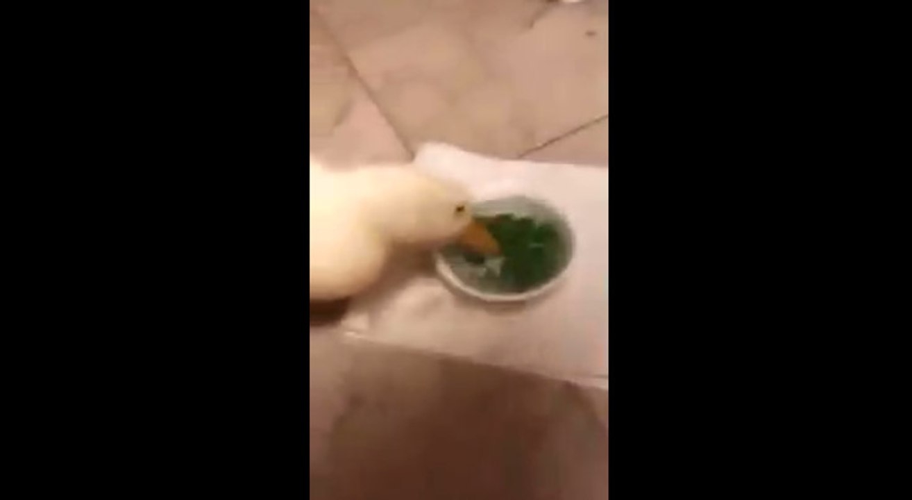 Duck vs peas