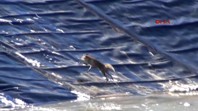 Bursa Gölet Çukurunda Mahsur Kalan Tilkiyi Kurtarma Operasyonu