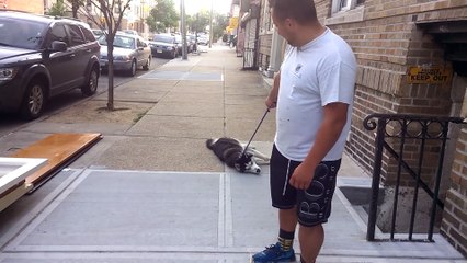 Après une belle et longue promenade, ce chien n’a aucune envie de rentrer chez lui