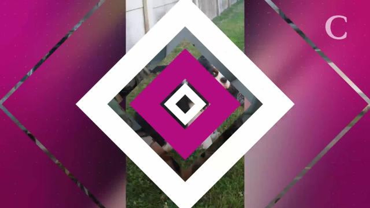 PHOTOS. Ces dix chiens sont de vrais héros et viennent d'être décorés pour cela