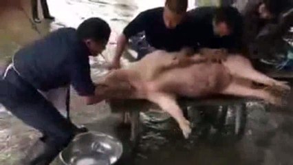 MIẾNG ĂN MÁU ĐỔ THỊT RƠI,   GIẾT BAO SINH  MẠNG  NGẬP TRỜI OÁN THAN NAM MÔ  A DI ĐÀ PHẬT