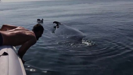 Voici pourquoi il ne faut pas jeter d'ordures dans la mer