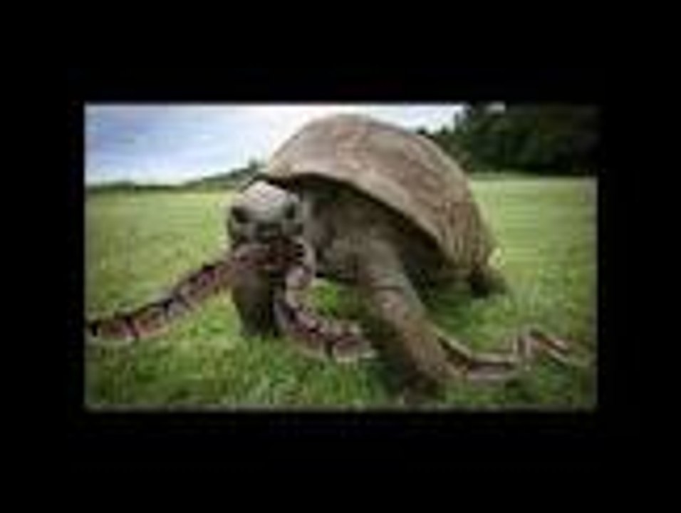 turtle!  VS Snake Ninja  turtle! Snake also chews!
