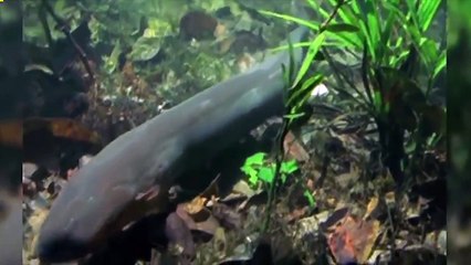 Electric eel crocodile attack! Instantly