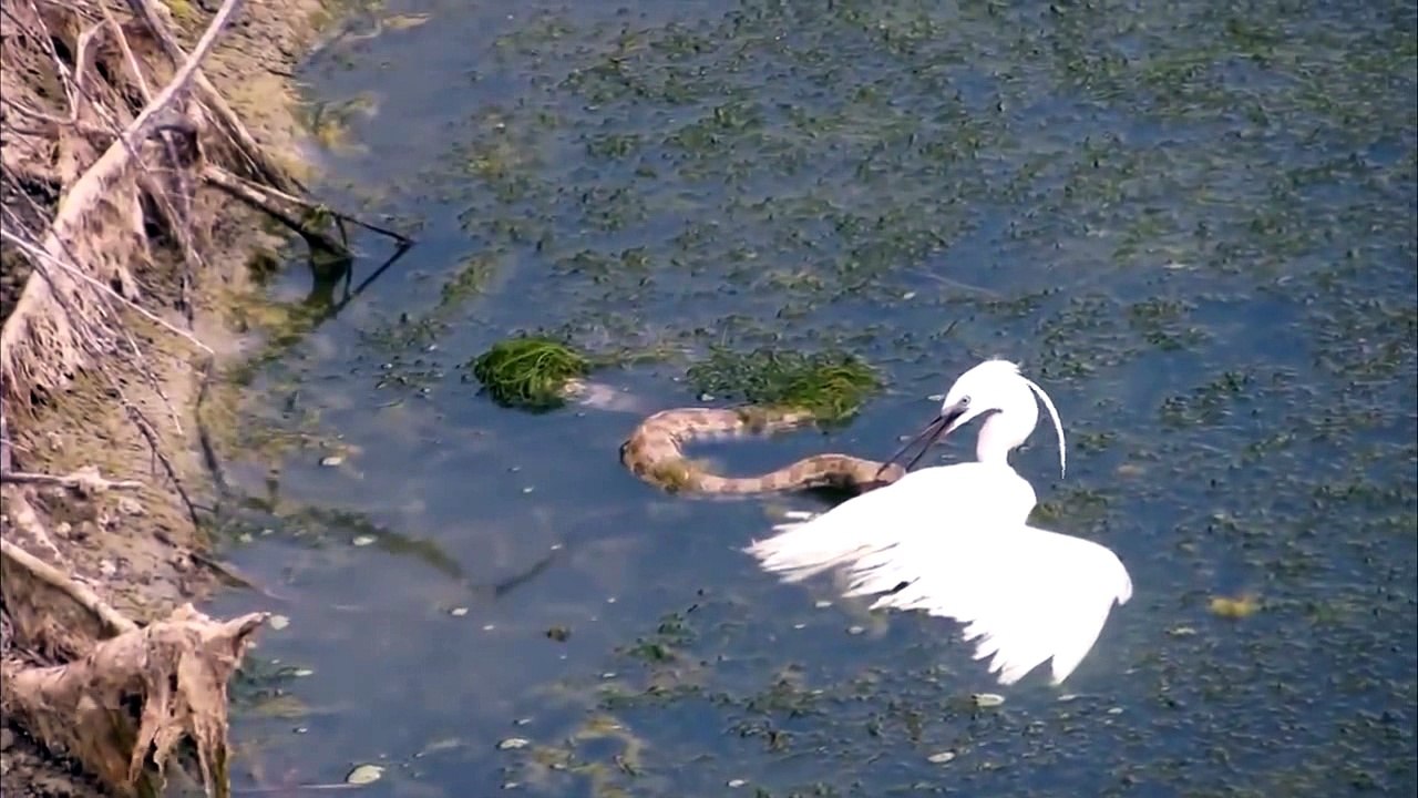 Cobra vs Egret battle in the water!