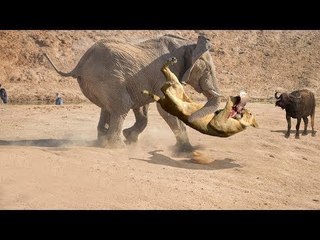 Lion vs Elephant A great battle elephant saves buffalo.