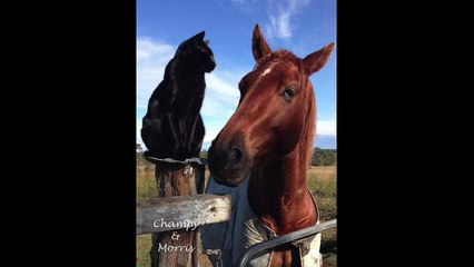 Incroyable amitié entre un chat et un cheval... Trop adorable