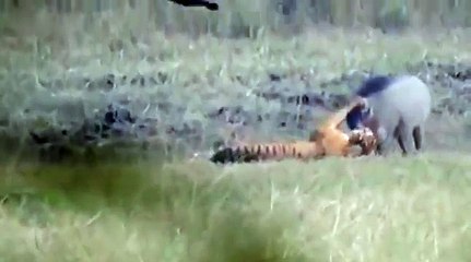 Tiger wild boar hunting amazing scene tiger attack wild boar