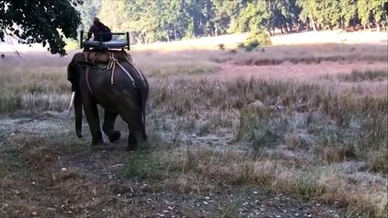 Tiger vs elephant Tiger threatens elephant elephant Ethan tiger scare