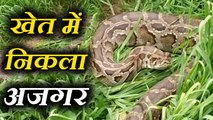 hapur Python found in field in Uttar pradesh खेत में निकला 12 फुट का अजगर, देखकर सकपका गए ग्रामीण