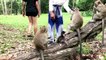 Baby Monkey Group with Cute Young Girls - Tourist Girl Meeting Monkey