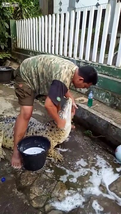 Quand tu fais la toilette de ton crocodile de compagnie