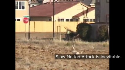 Attacking an eagle with a dog