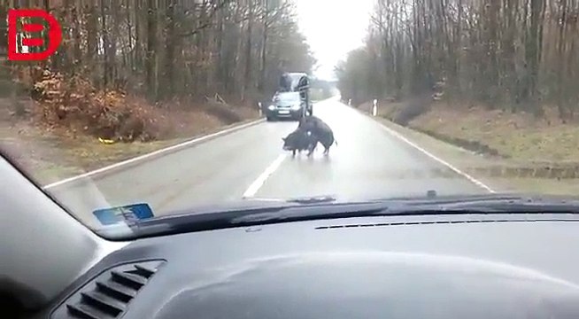 Des automobilistes sont bloqués à cause d’un couple qui se fait plaisir au milieu de la route