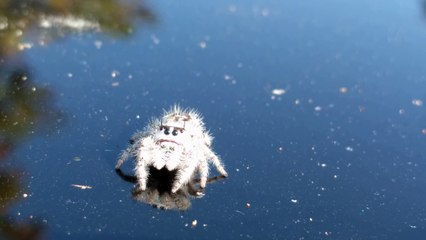 Une araignée très amicale... Trop mignonne