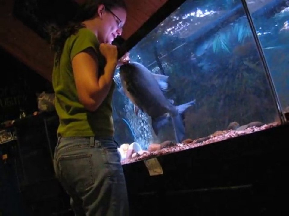 Elle fait un calin à son gros poisson Pacu... Animal de compagnie insolite