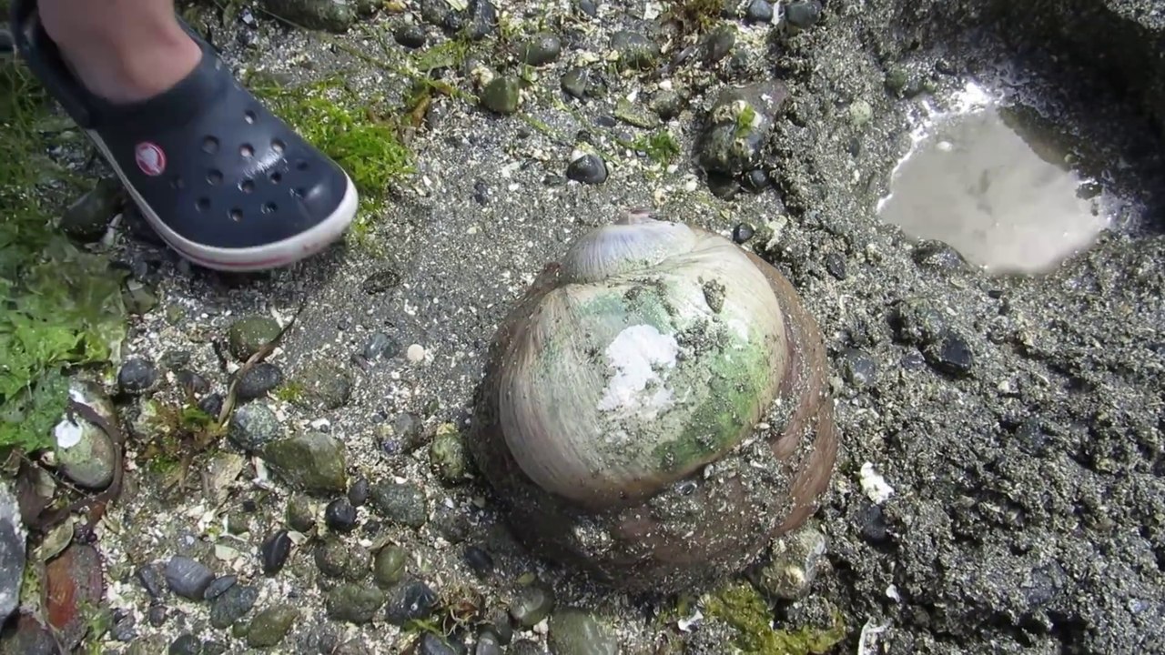 Ces petits enfants déterrent un escargot de mer géant
