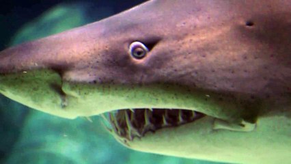 Tremendos dientes de Tiburon
