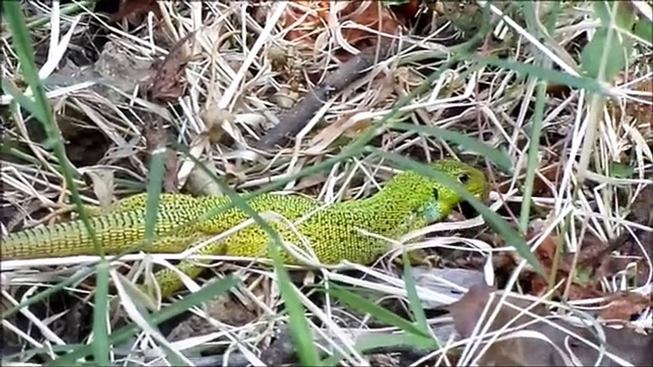İnsan Sesini Duyamayan Yeşil Kertenkele Dailymotion Video