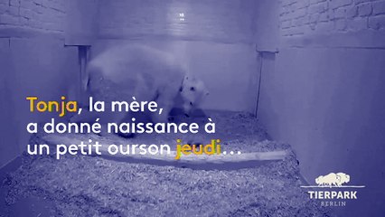 Une ourse polaire donne naissance à un petit dans un zoo de Berlin