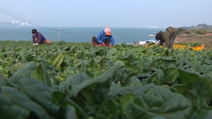 "해풍 맞고 자란 남해 시금치 맛보세요" / YTN