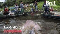 Une première scientifique pour sauver les dauphins roses