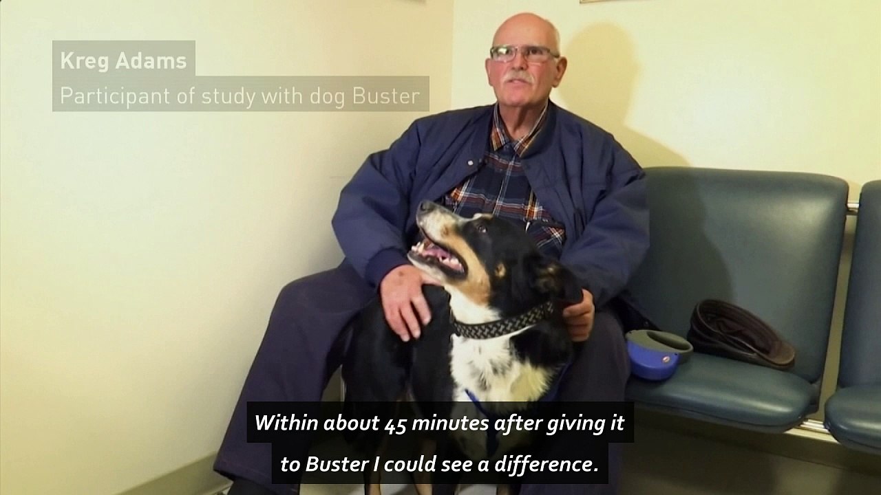Researchers test cannabis drug for ill dogs