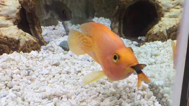 Ce poisson rouge gourmand en a gobé un autre... En entier
