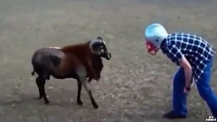 Un-abruti-dfie-un-bouc