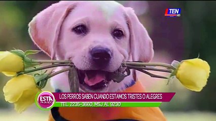 Sabías que los perros identifican el estado de animo de sus dueños
