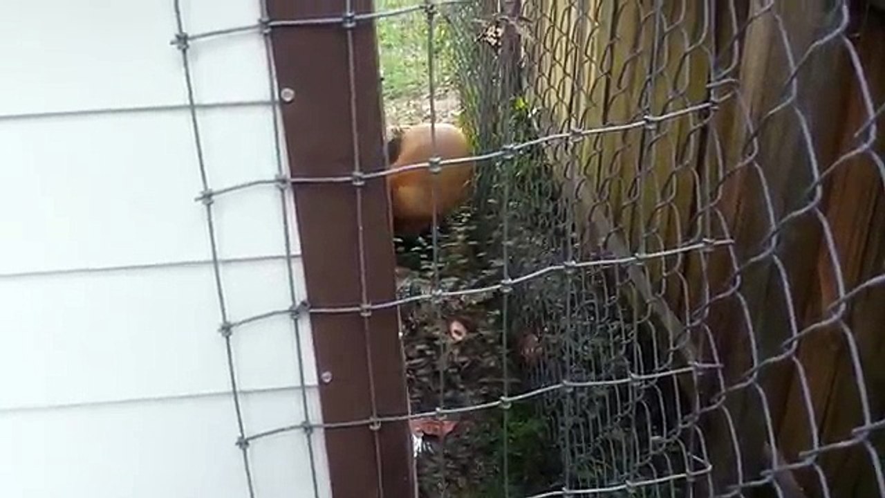 You can't tell a fox he can't!!