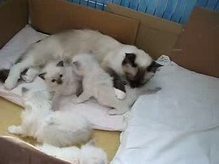 Les Ragdolls de Ragakitty www.ragakitty.com