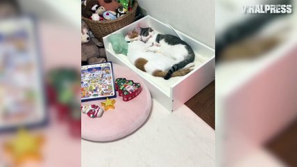 Cute Twin Kittens Sleep Together