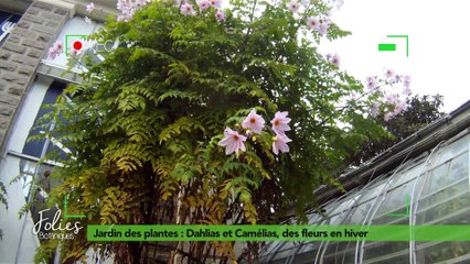 Folies Botaniques au Jardin des plantes #2