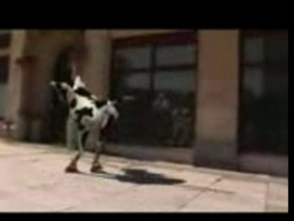 el baile de la vaca loca