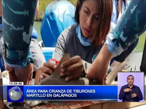 Área para crianza de tiburones martillo en Galápagos