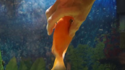 Скачать видео: Ce poisson rouge adore les caresses et jouer avec son maitre... Trop mignon