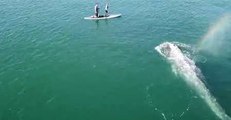 Juvenile Gray Whale Feeds Next to California Whale-Watching Tour