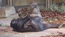 Young Gorillas Enjoy Playtime in Cincinnati Zoo's New Indoor Facility