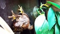 Cách chữa bệnh trĩ bằng đu đủ xanh - Frogs