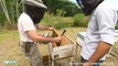 Une start-up pour sauver les abeilles - Positive Outre-mer (03/12/2017)