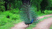 4k peacock dance video-unique captures of nature birds with high quality-proud peacock dance