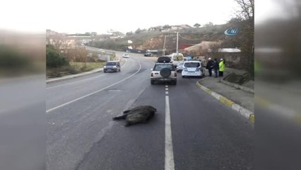 Yola İnen Domuza Otomobil Çarptı