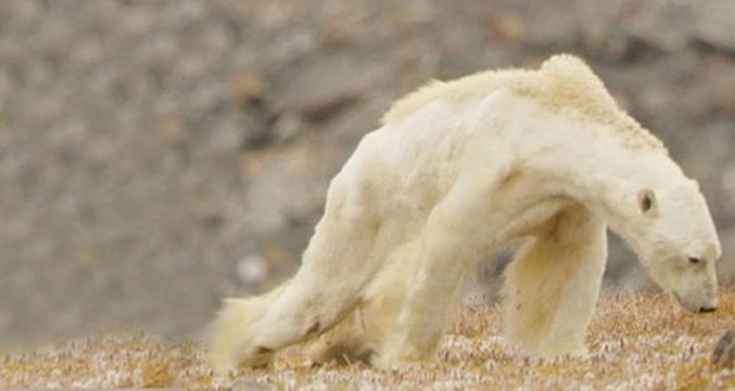 Bir Deri Bir Kemik Kalmış! Açlıktan Ölmek Üzere Olan Kutup Ayısı Görüntülendi