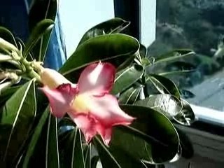 Homegrown Fukui Blossoms