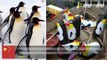 Kebun binatang di Cina menipu pengunjung membayar untuk melihat pinguin tiup - TomoNews