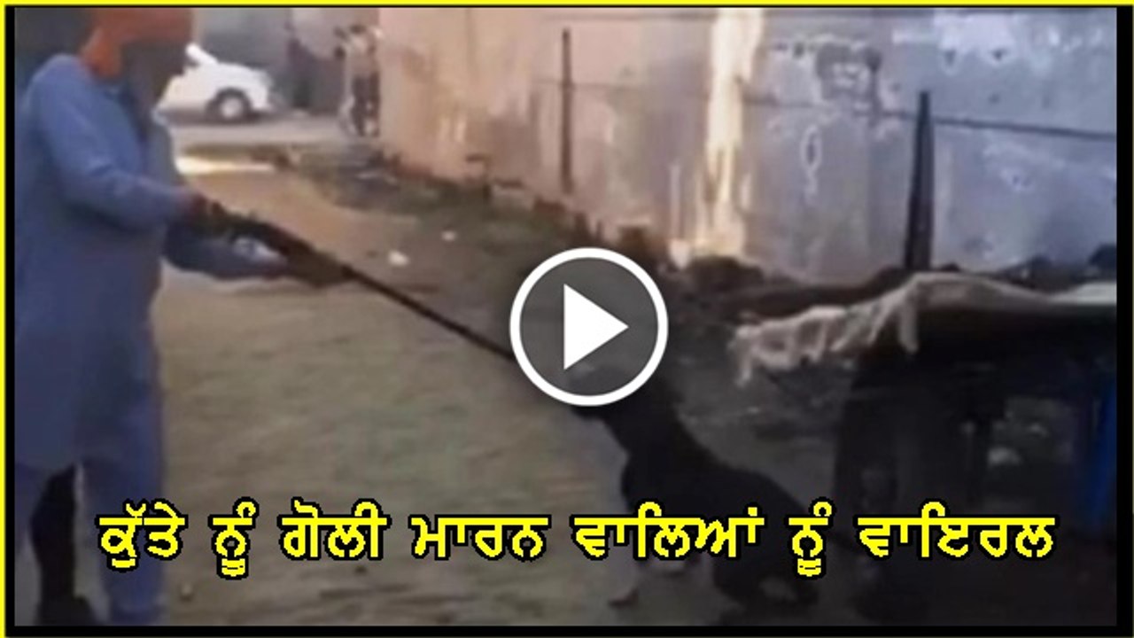 dog Barnala