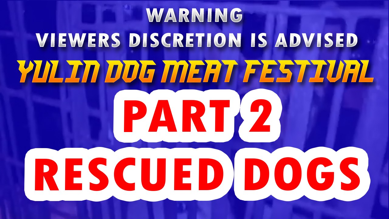 Yulin Dog Meat Festival 2017 Part 2 - Rescued Dogs